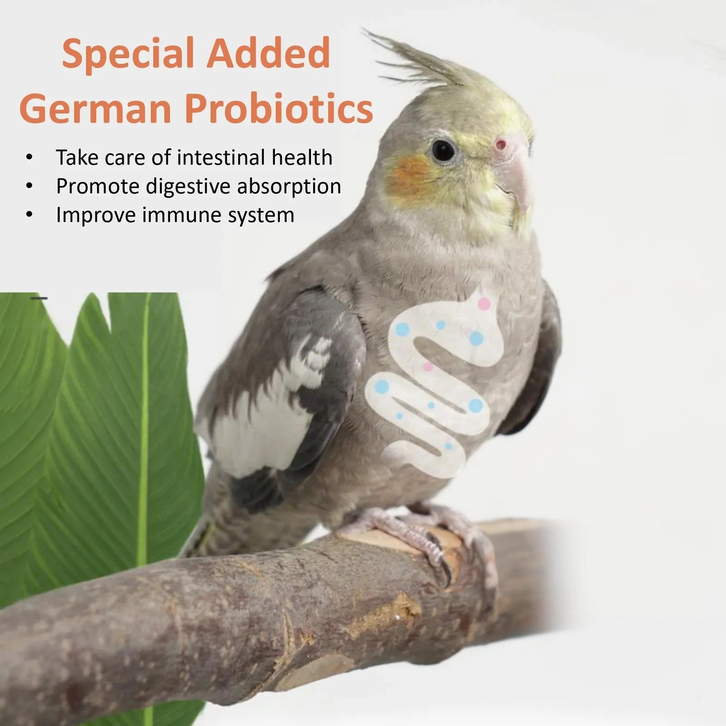 Jonsanty High Calcium Egg Millet Fruits Vegetables Cuttlefish Bone Parrot Lovebird Cockatiel Budgie Bird Food