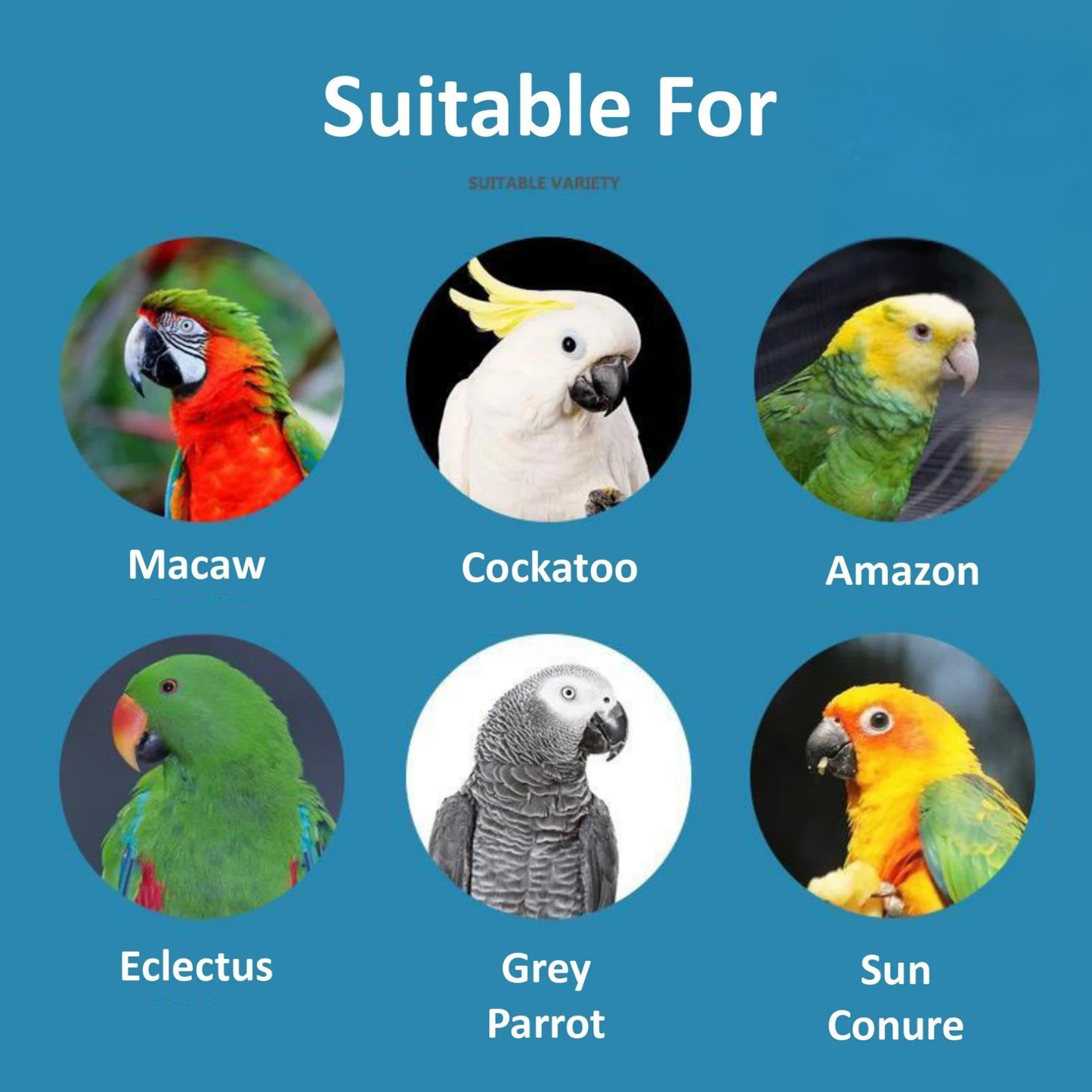 Jonsanty High Calcium Egg Millet Fruits Vegetables Cuttlefish Bone Parrot Lovebird Cockatiel Budgie Bird Food